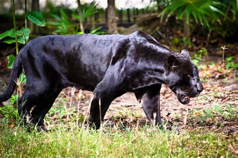 The Predatory Nature of the Enigmatic Black Panther: An Insight into its Hunting Strategies