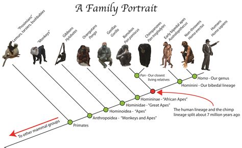 The Primal Connection: Monkey as a Symbol of Our Ancestral Roots