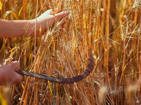 The Process of Harvesting and Grinding Wheat