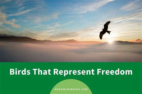 The Profound Link Between Birds and Liberty in Dream Representation