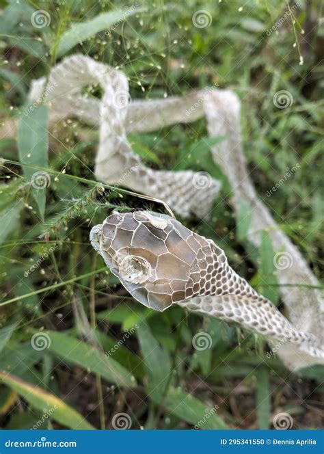 The Profound Message of Serpents Molting Their Outer Layer