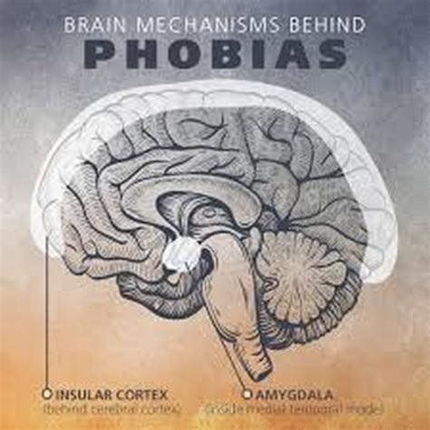 The Profound Psychological Mechanisms underlying Phobias