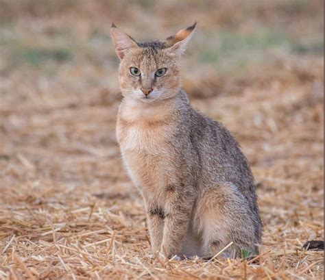 The Profound Significance Behind the Vision of a Tiny Jungle Cat