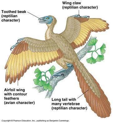 The Profound Significance of Avian Flight