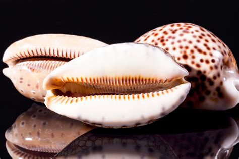 The Profound Significance of Consuming Seashells in Dreams