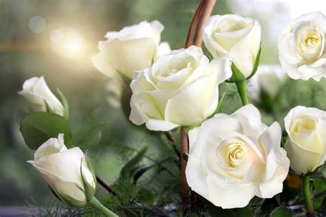 The Profound Significance of White Roses