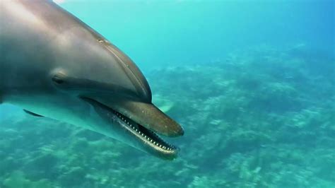 The Protection of Dolphins: Safeguarding their Environments and Ensuring their Survival