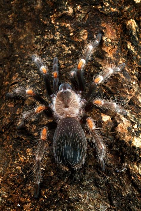 The Psychoanalytical Significance of Dreaming about a Golden Tarantula