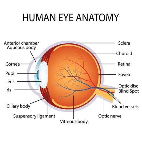 The Psychological Analysis of a Haemorrhaging Eye Vision