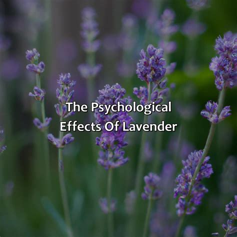 The Psychological Impact of the Lavender Attire