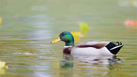 The Psychological Interpretation of Dreaming about Ducks