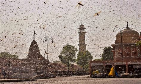 The Psychological Perspective on Dreams of a Locust Invasion