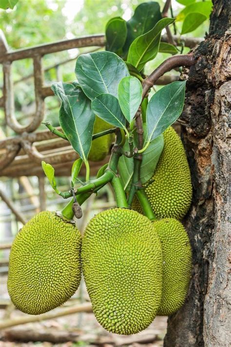 The Psychological Significance of Carving Jackfruit in Dreams