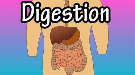 The Psychological Significance of Dreaming about Digestive Discharges