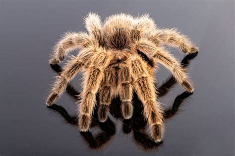 The Psychological Significance of Tarantula Dreams