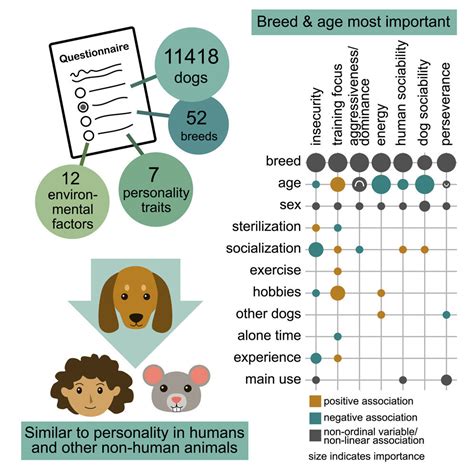 The Psychology Behind fantasies of combining human and canine characteristics