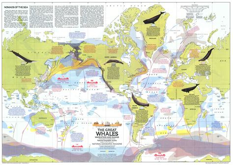 The Puzzle of Whale Migration Paths