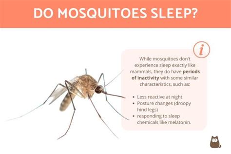 The Puzzling Dream: Understanding the Invasion of Mosquitoes in Our Sleep