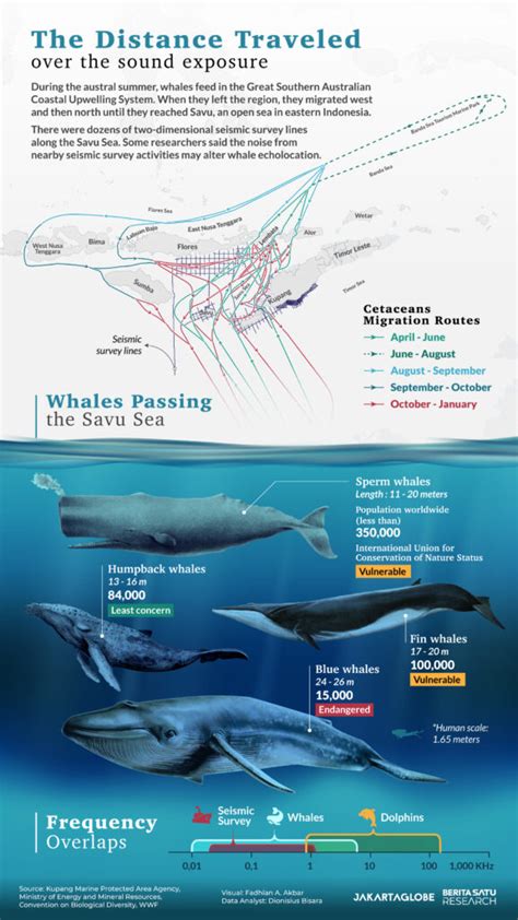 The Puzzling Migration Routes of the Dark Cetaceans