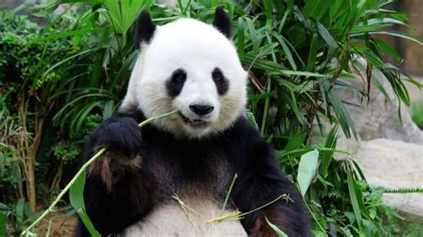 The Quest for a Pet Panda