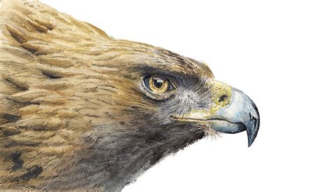 The Quest for the Enigmatic Golden Eagle