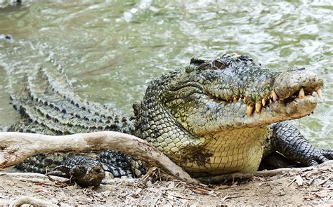 The Quest for the Largest Reptile: Tracking Down Elusive Giants in their Natural Habitat