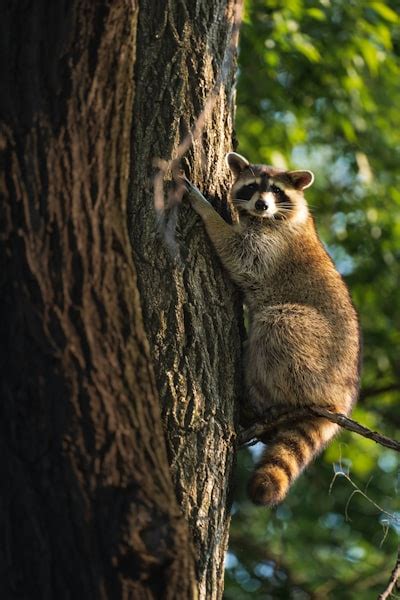 The Raccoon as a Symbol of Resilience and Adaptability