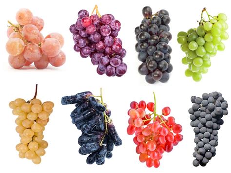 The Range of Bunch Grape Varieties