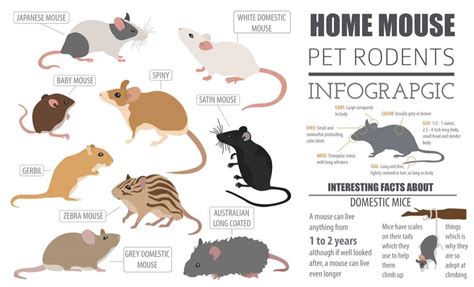 The Range of Mouse Breeds and Colors