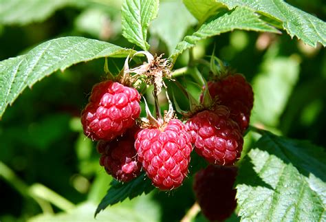 The Raspberry Shrub: An Exquisite Addition to any Garden