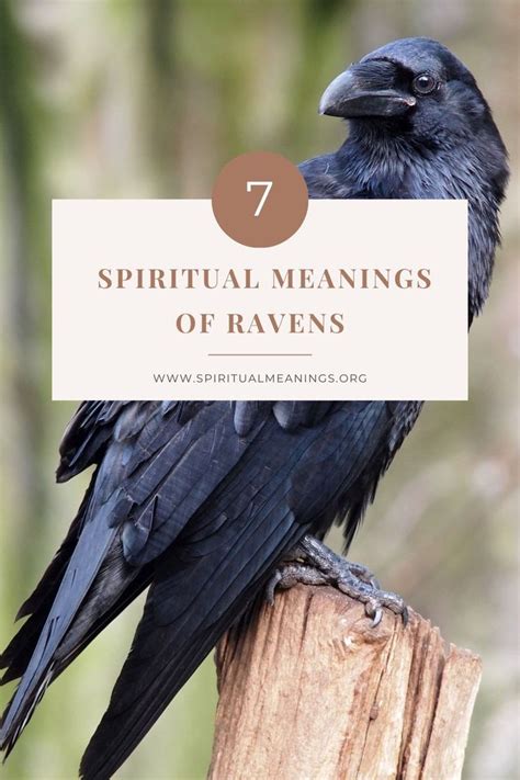 The Raven as a Spiritual Messenger