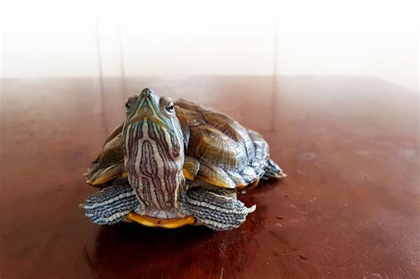 The Realities of Keeping Pet Terrapins: A Closer Look into the World of Tiny Chelonians