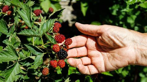 The Refreshing Secret: How Berries Can Promote Healthy Aging