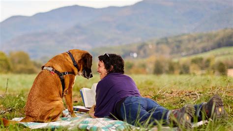 The Relationship Between Animal Infestation Dreams and Your Emotional Well-being