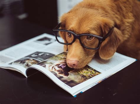 The Relationship Between Canine Sanitary Facilities and Your Furry Companion's Behavioral Patterns