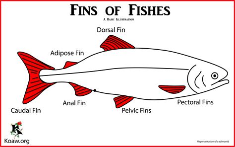 The Relationship Between Fish Fin Trims and Metamorphosis