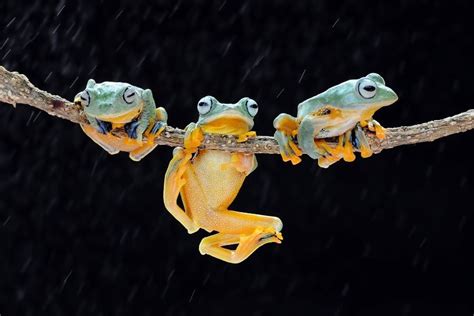 The Relationship Between Frogs and Rebirth in the Interpretation of Dreams