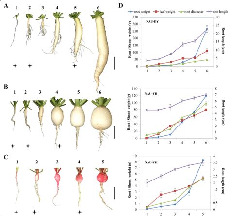 The Relationship Between Radishes and Personal Growth