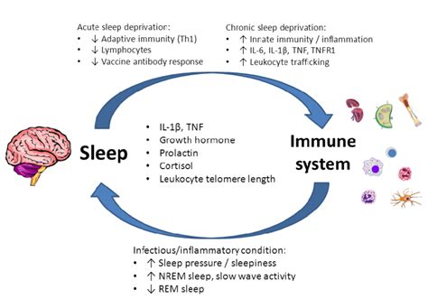 The Relationship Between Rest and Immune System Function in Toddlers