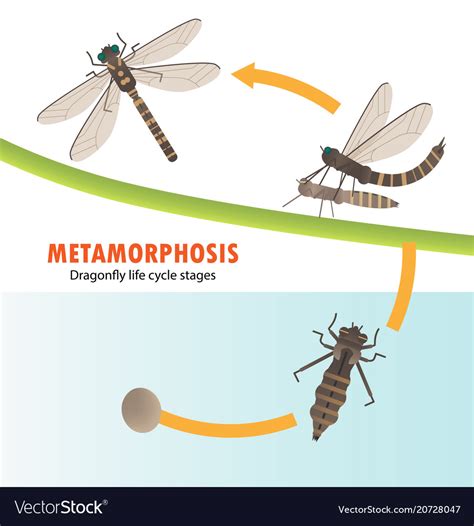 The Relationship Between a Scarlet Dragonfly and Metamorphosis