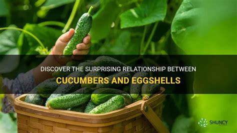 The Relationship between Cucumber and Prosperity