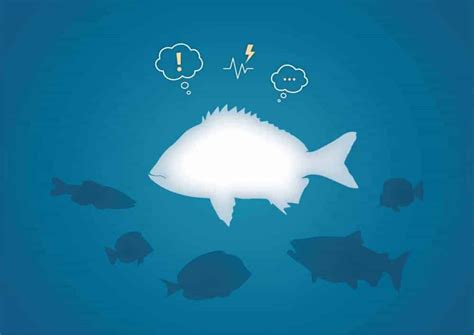 The Relationship between Fish and Emotional States in Dreams