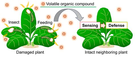 The Remarkable Adaptations of Airborne Plants for Flight