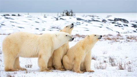 The Remarkable Adaptations of Arctic Creatures