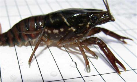 The Remarkable Adaptations of Ebony Crayfish