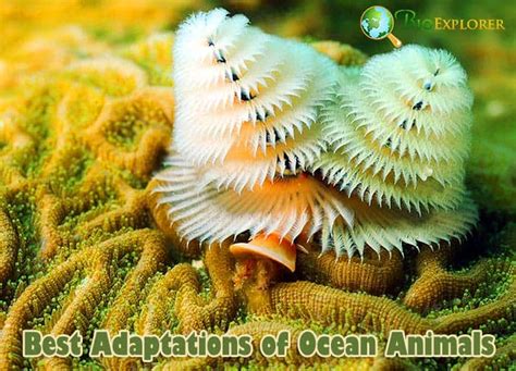 The Remarkable Adaptations of Marine Organisms