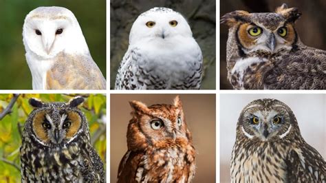 The Remarkable Assortment of Vivid Owl Species