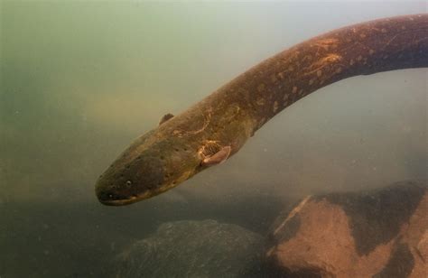 The Remarkable Capability of Electric Eels to Generate Powerful Electric Shocks