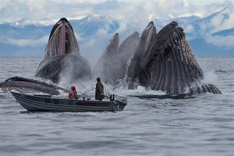 The Remarkable Feeding Behaviors of the Majestic Blue Whale