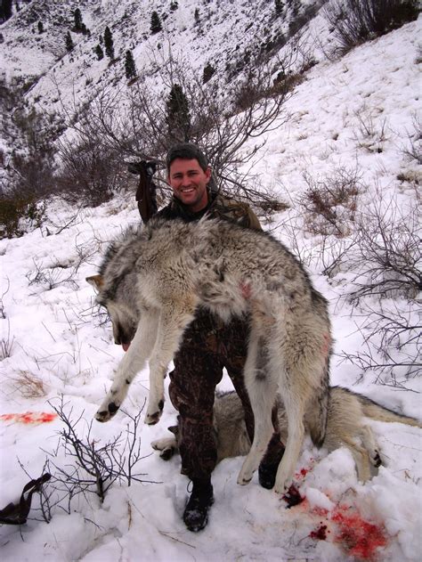 The Remarkable Hunting Strategies of Wolf Packs